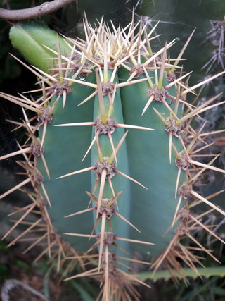 Cactus uruguayense 2 