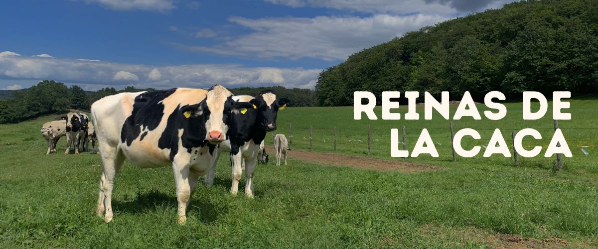 VACACA propone sustituir el nailon del mulch de cultivos por una solución orgánica